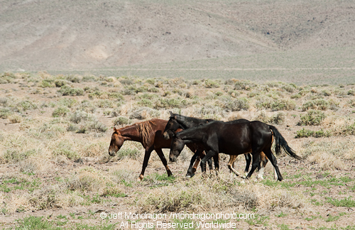 Wild Horses