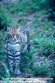 Ocelot