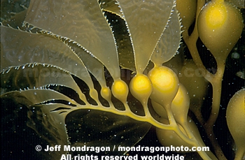 Giant Kelp Fronds