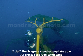 Elk Kelp