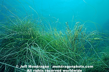 Surfgrass