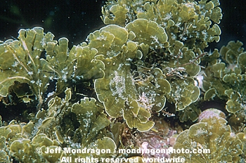 Seaweed/Brown Algae
