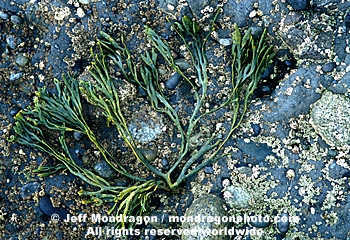 Brown Algae