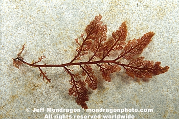 Red Algae