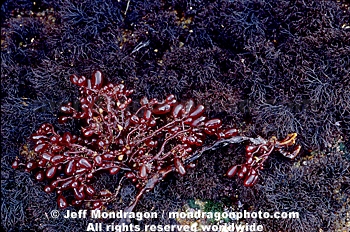 Sea Grapes