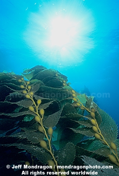 Giant Kelp