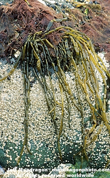 Brown Algae / Seaweed