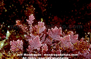 Articulated Coralline Algae