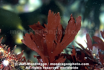 Red Algae / Seaweed