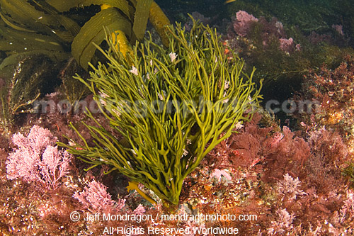 Green Algae (seaweed)