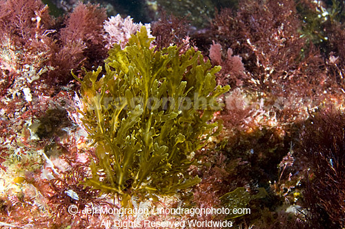 Brown Algae (Seaweed)
