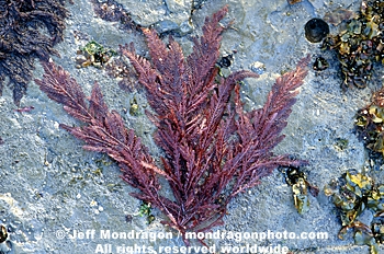 Red Algae