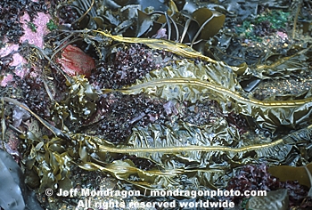 Kelp/Seaweed