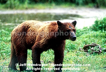 Brown/Grizzly Bear