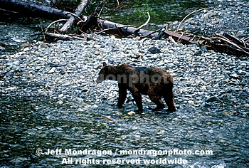 Brown/Grizzly Bear