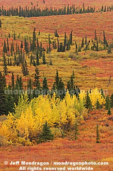 Fall Colors in Denali National Park