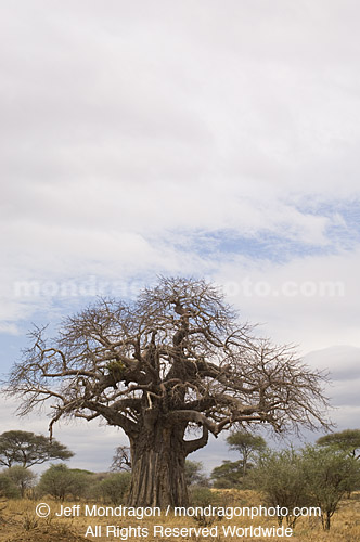 Baobab Tree