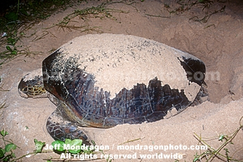 Green Sea Turtle