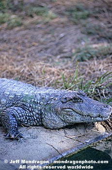 Broad-Snouted Caiman