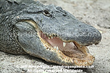 American Alligator