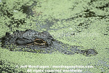 American Alligator