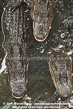 American Alligators