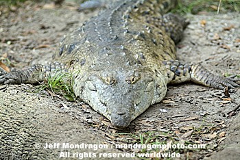 Orinoco Crocodile