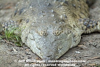 Orinoco Crocodile