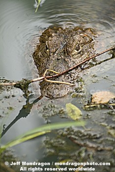 Broad-Snouted Caiman