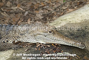 Johnsons Crocodile
