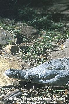 Orinoco Crocodile