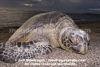 Green Sea Turtle