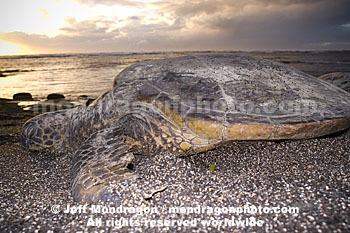 Green Sea Turtle