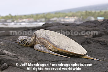 Green Sea Turtle