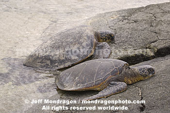 Green Sea Turtles