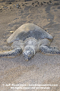 Green Sea Turtle