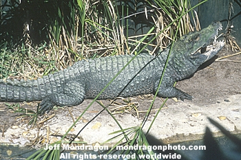 Dwarf Crocodile