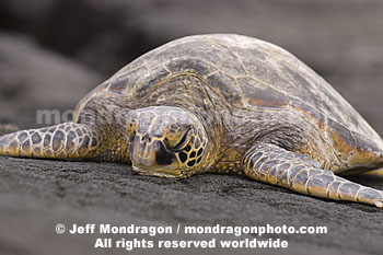 Green Sea Turtle