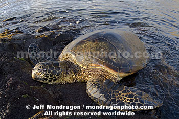 Green Sea Turtle