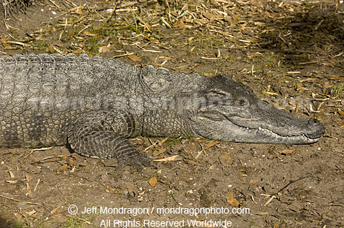 Siamese Crocodile