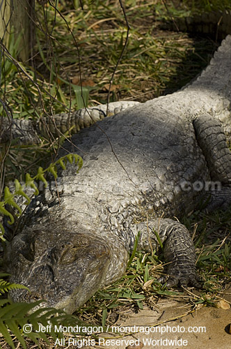 Broad-Snouted Caiman