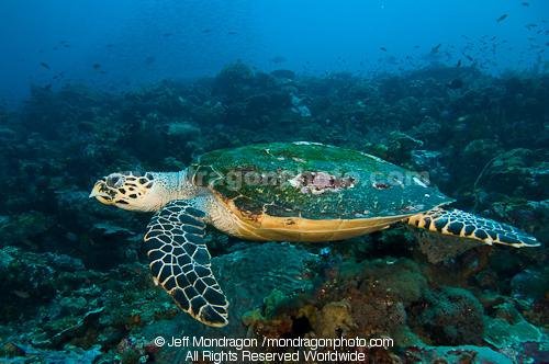 Green Sea Turtle