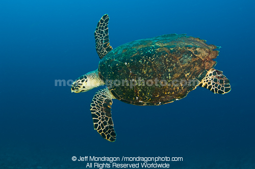 Green Sea Turtle