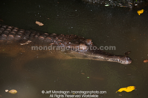 Slender-snouted crocodile