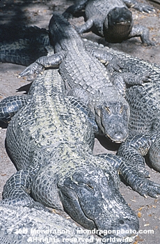 American Alligator