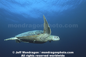 Green Sea Turtle