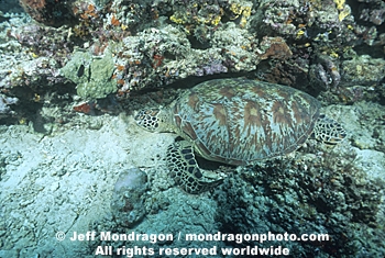 Green Sea Turtle