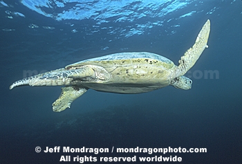 Green Sea Turtle