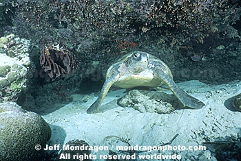 Green Sea Turtle