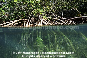 Mangrove Ecosystem/Community